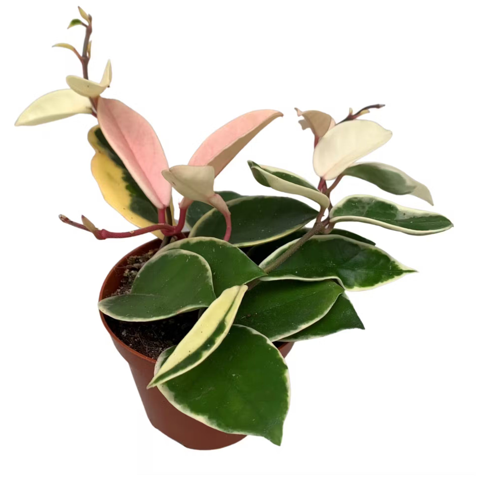 Hoya carnosa Krimson Queen